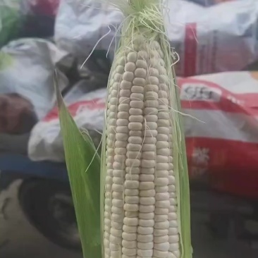 大量供应东台粘玉米