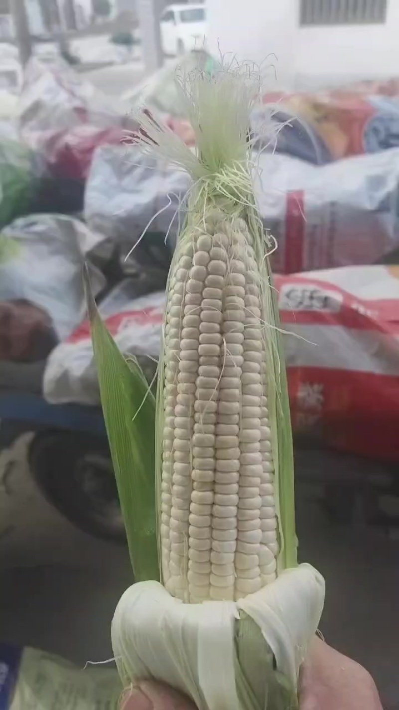 大量供应东台粘玉米