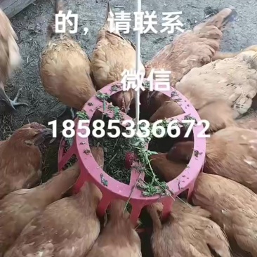 跑山鸡