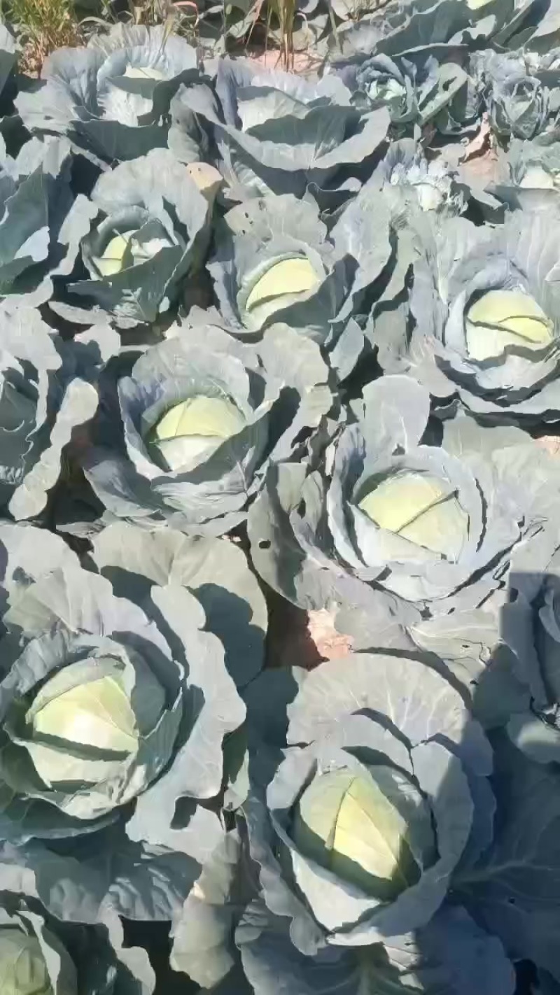 包菜
