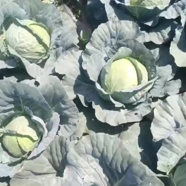 包菜