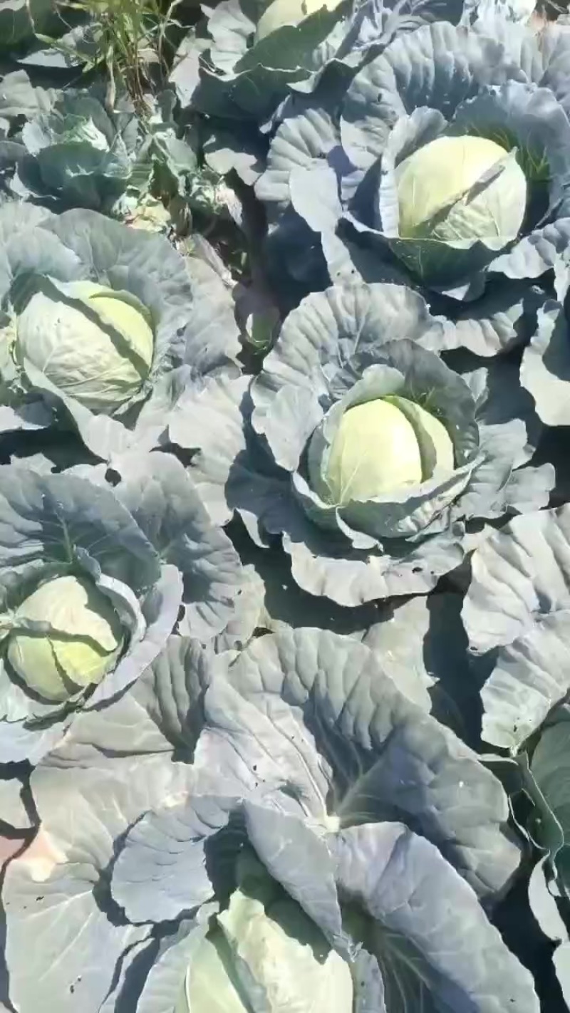 包菜