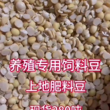 碎黄豆瓣