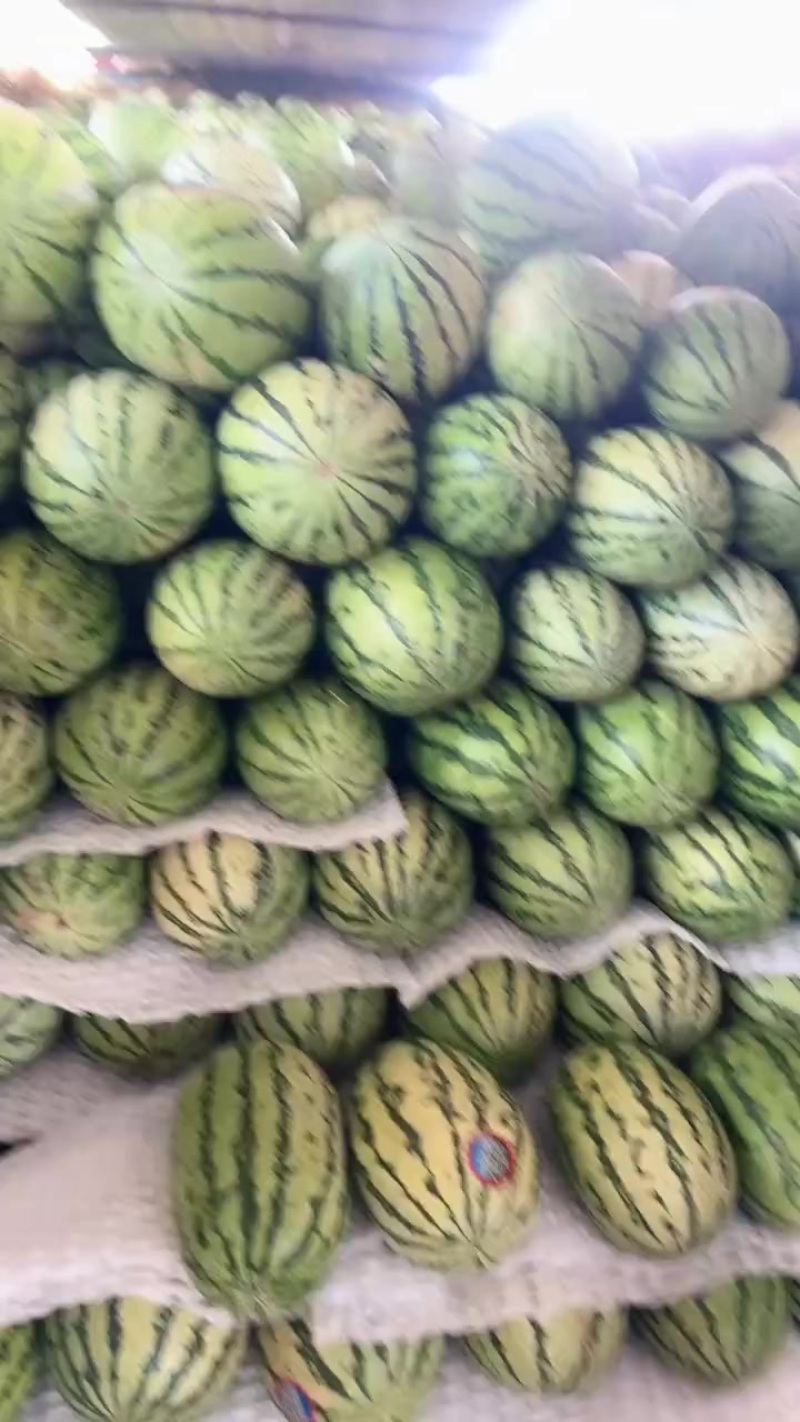 宁夏中宁卫西砂瓜