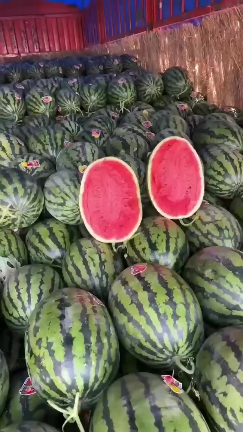 宁夏中宁卫西砂瓜