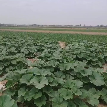 板栗南瓜