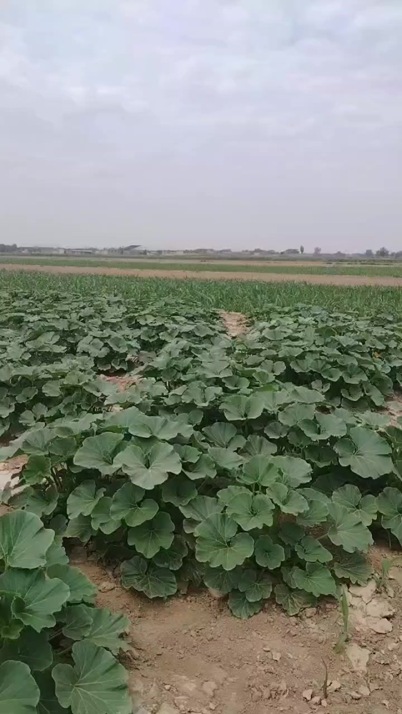 板栗南瓜