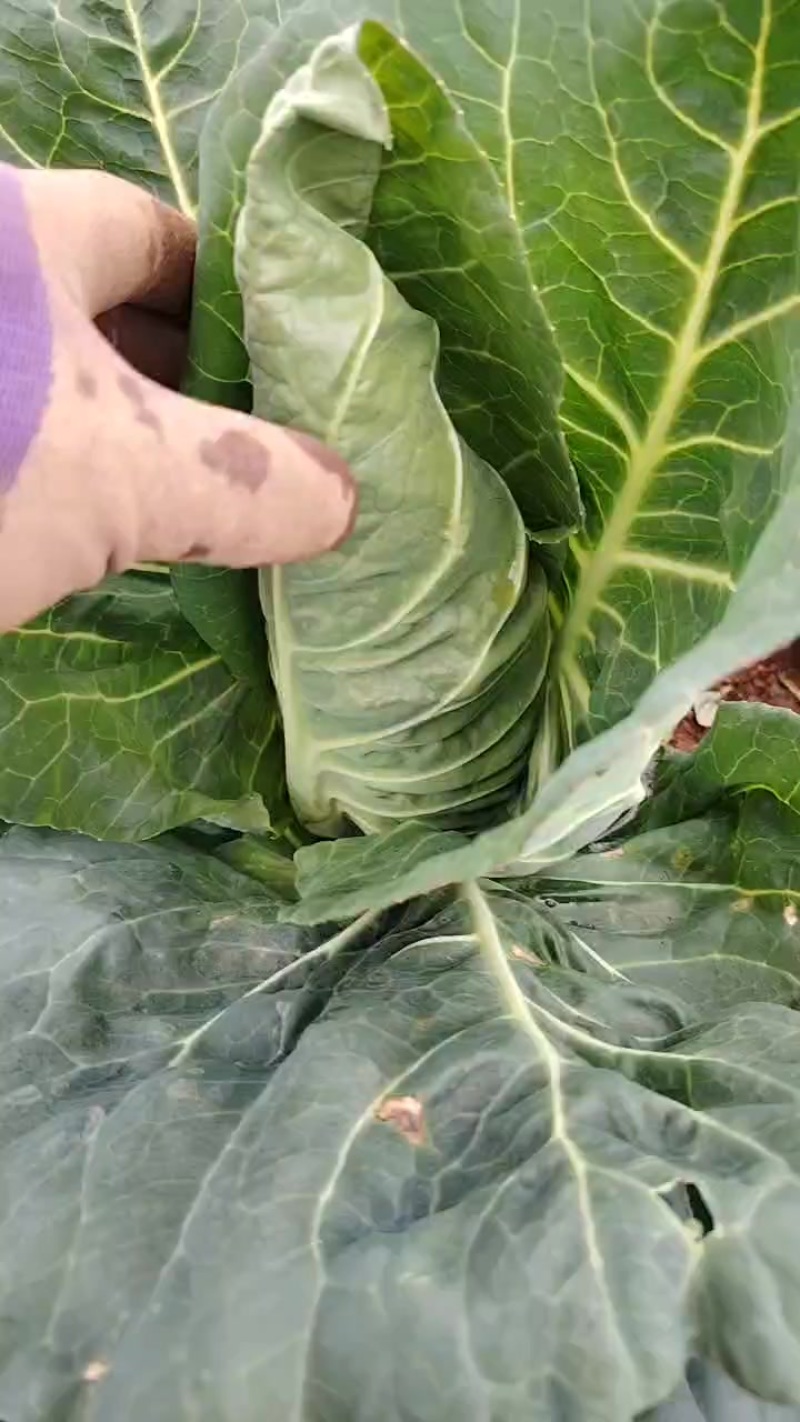 云南高山牛心甘南