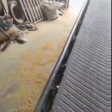 碎玉米可用于养殖鸡鸭鹅牛羊
