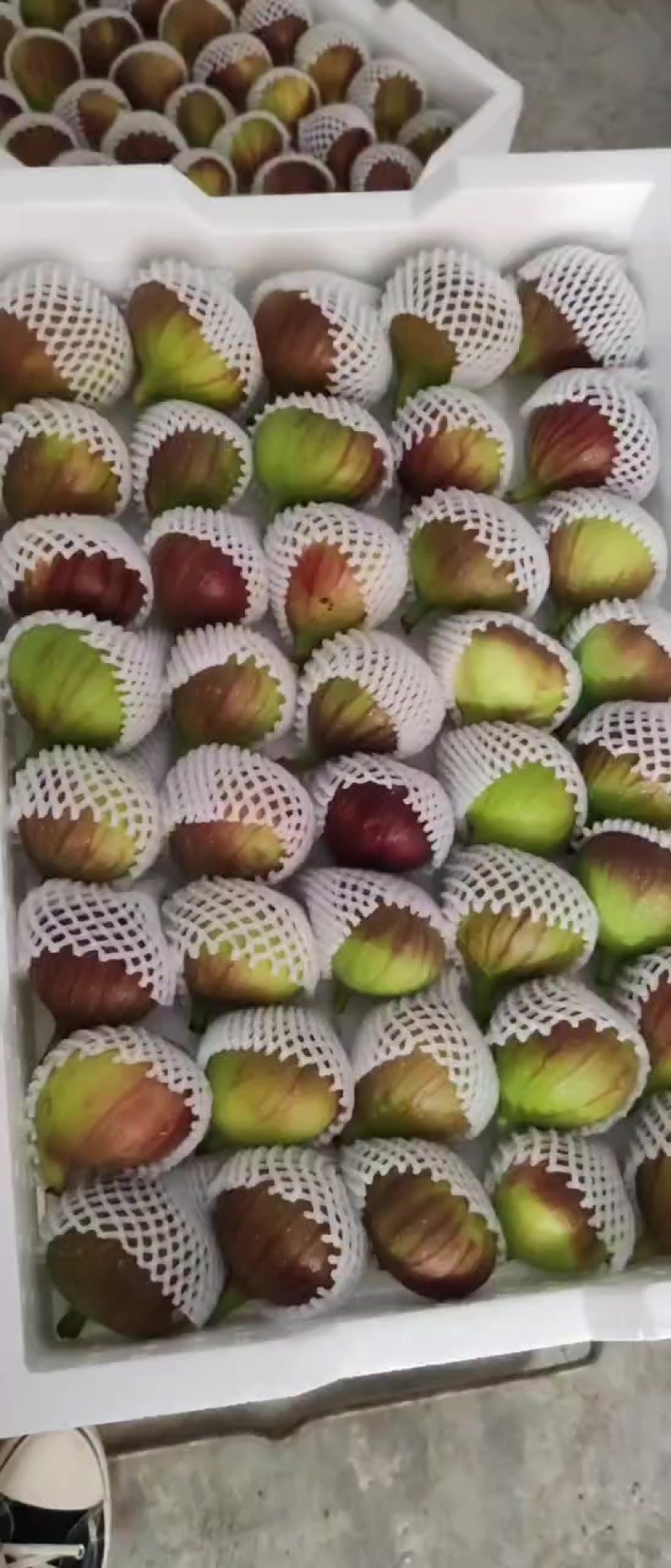 波姬红无花果东川正季无花果