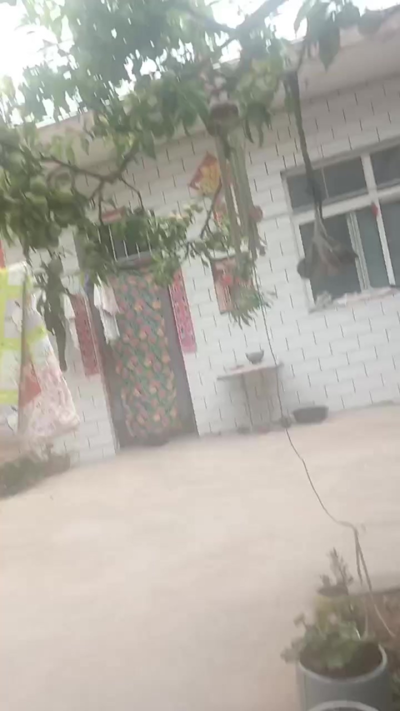 河南省林州市冰糖李子大量上市，欢迎采购
