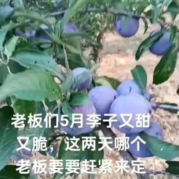 五月李