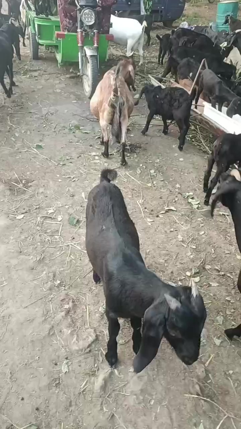 努比亚黑山羊