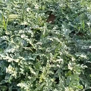 西瓜