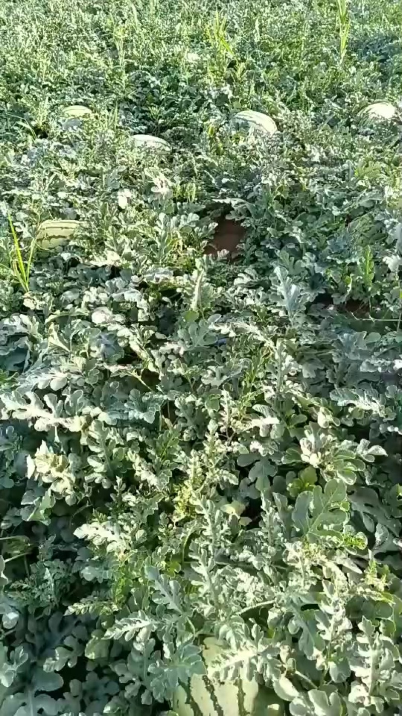 西瓜