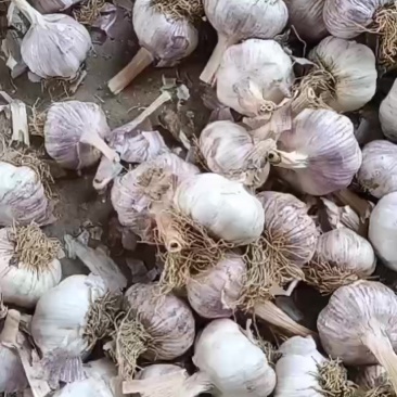 商河白桥大青稞蒜种