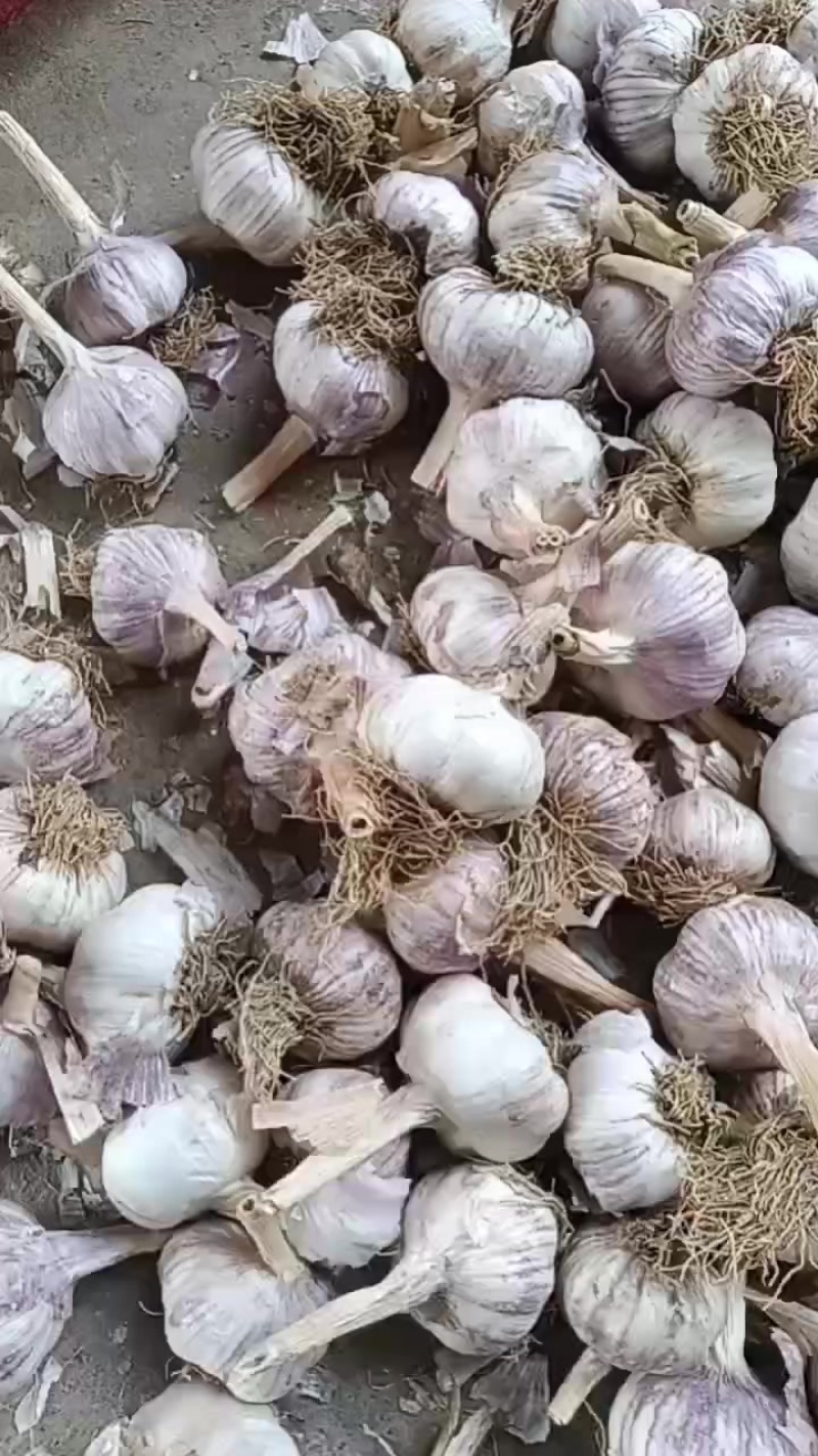 商河白桥大青稞蒜种