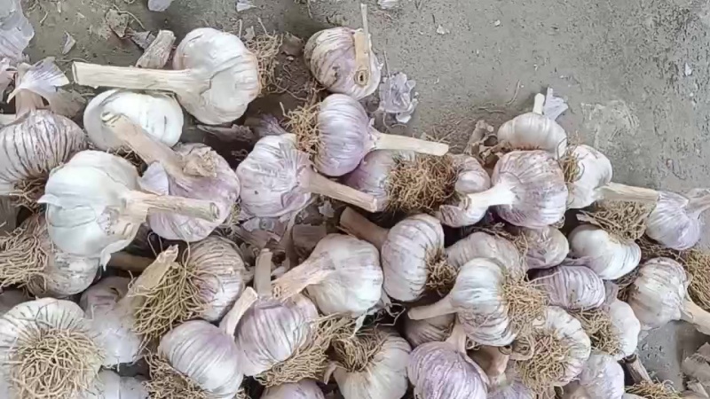 商河白桥大青稞蒜种