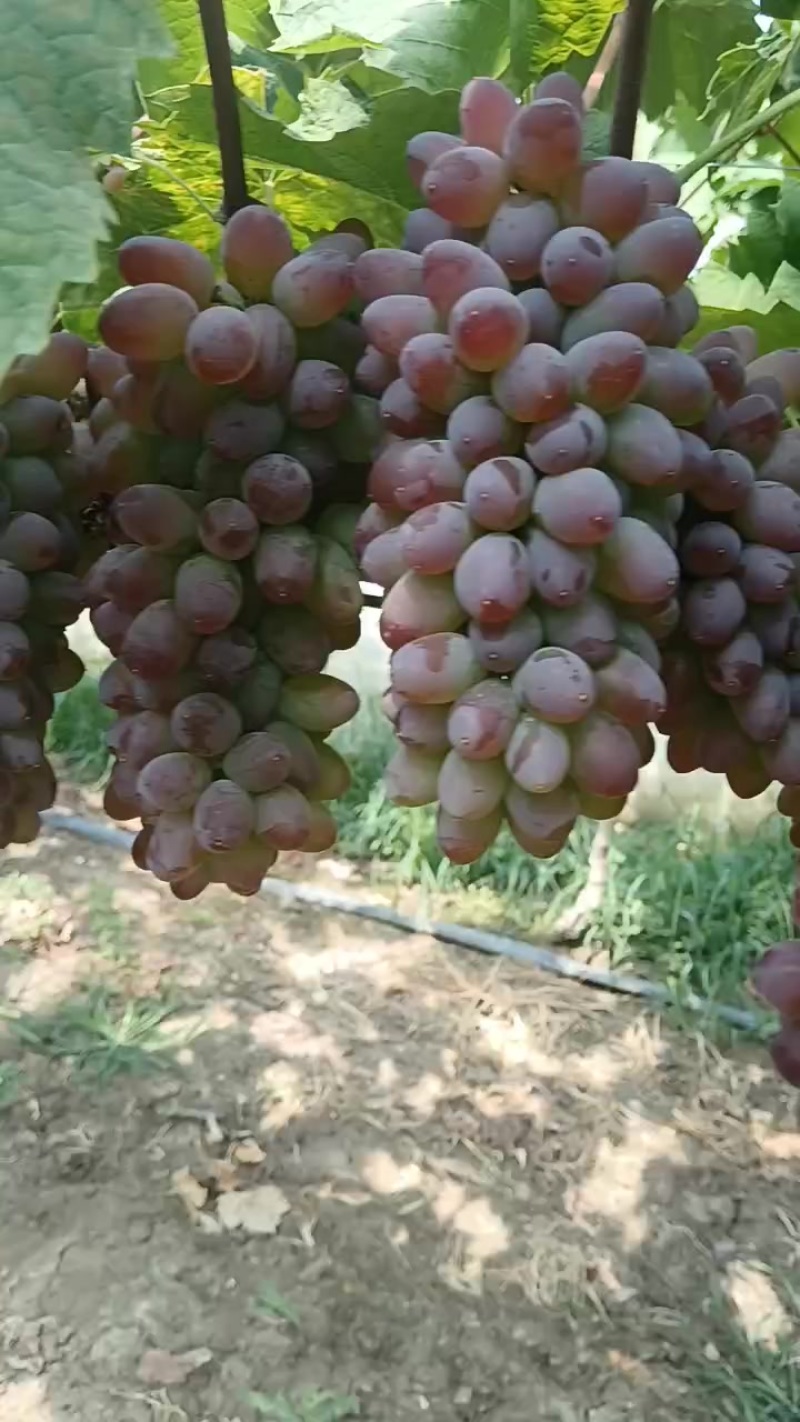 茉莉香葡萄