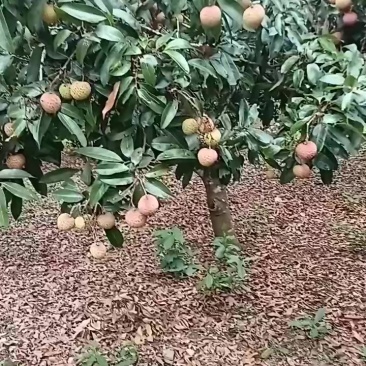 荔枝