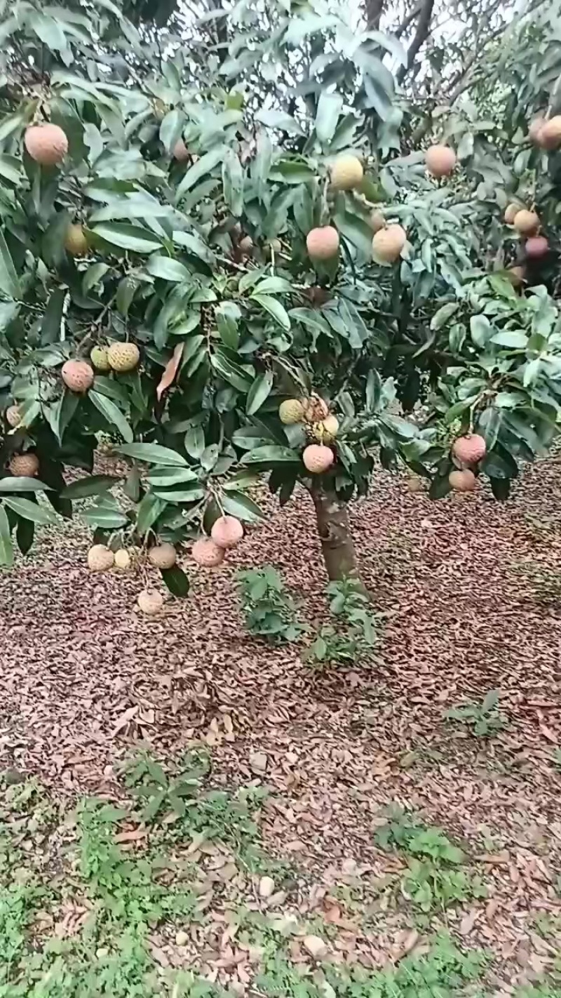 荔枝