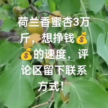 荷兰香蜜杏