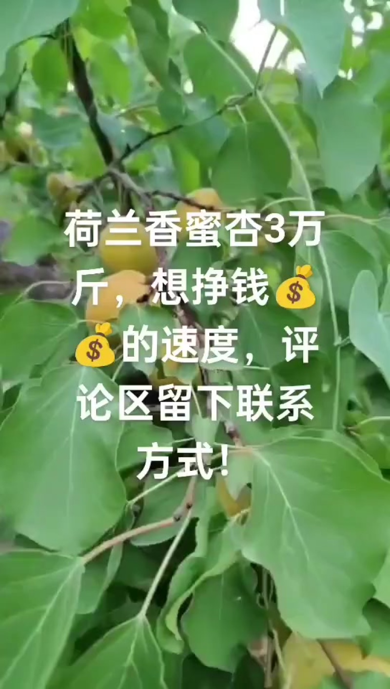 荷兰香蜜杏