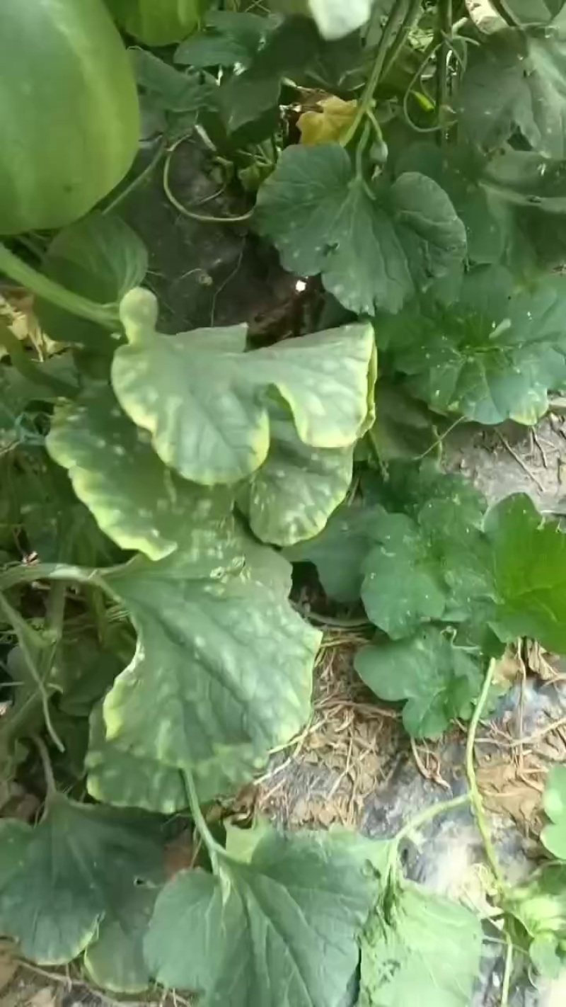 吊蔓緑博特甜瓜