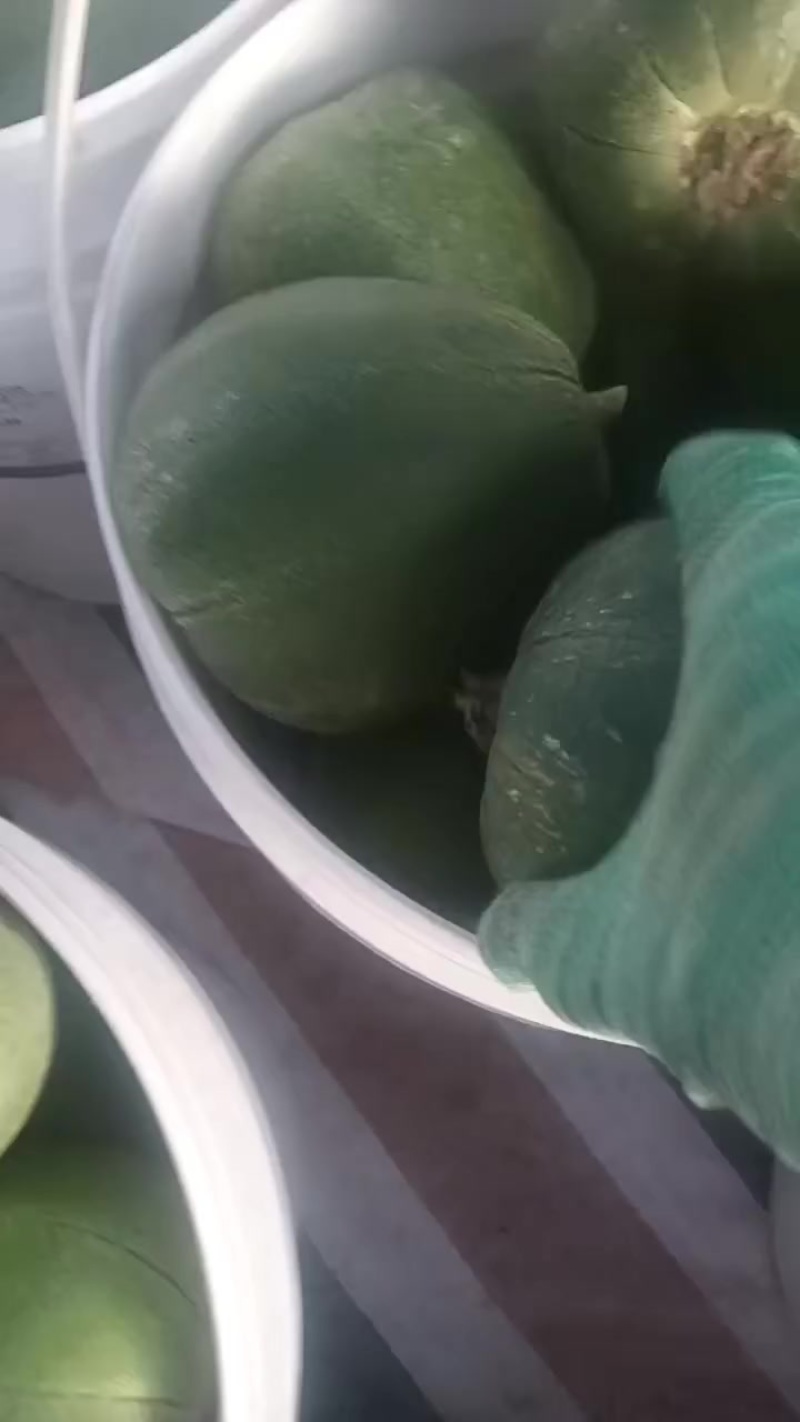 吊蔓緑博特甜瓜