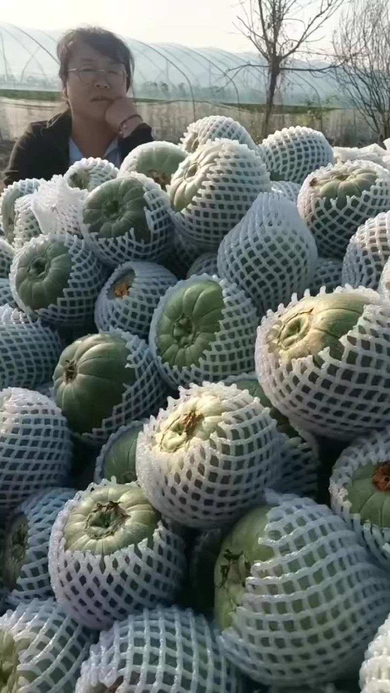 吊蔓緑博特甜瓜