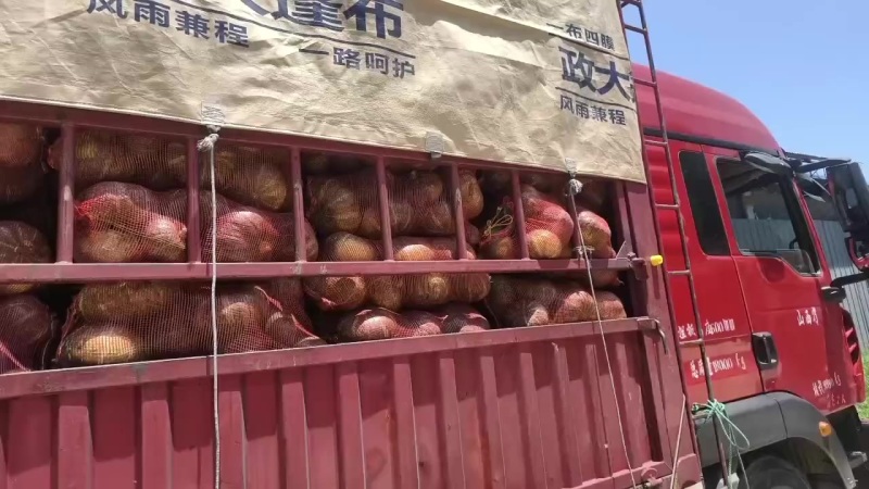 板栗南瓜板栗南瓜个头均匀产地直供量大优惠供电商超市