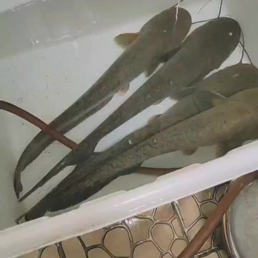 大口鲶成鱼