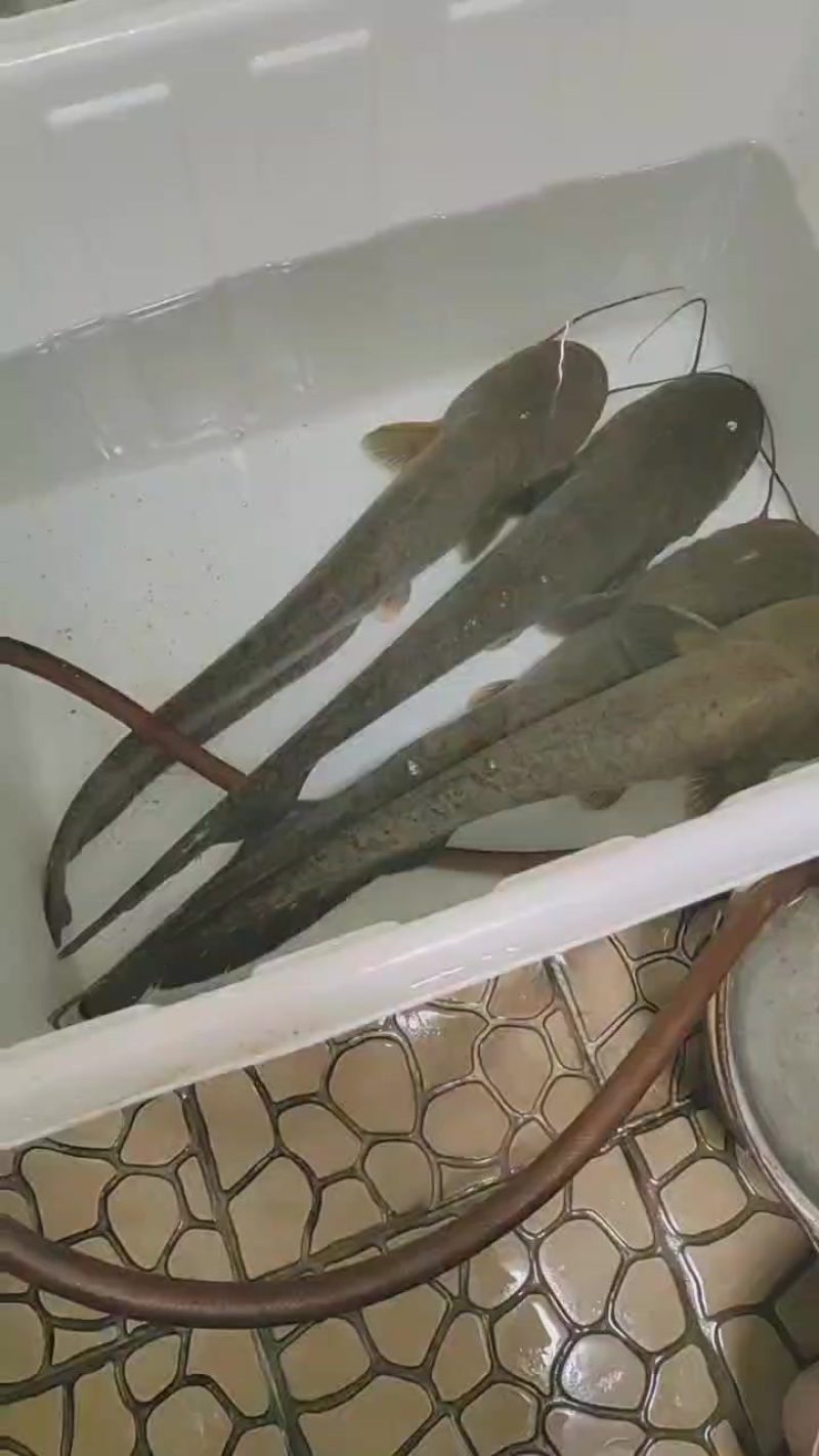 大口鲶成鱼