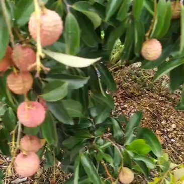 桂味荔枝批量