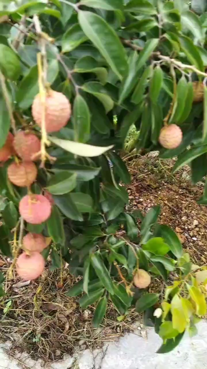 桂味荔枝批量