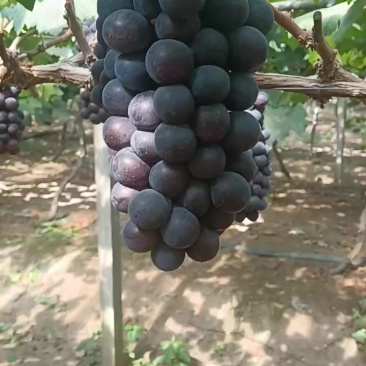 巨峰葡葡