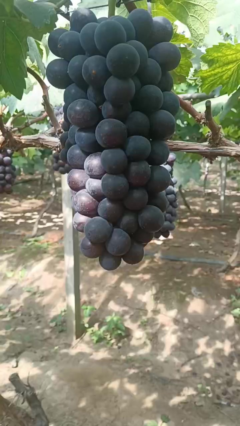 巨峰葡葡