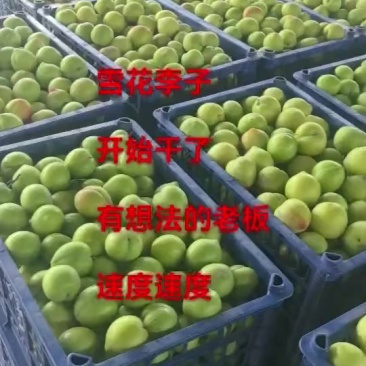 雪花李子