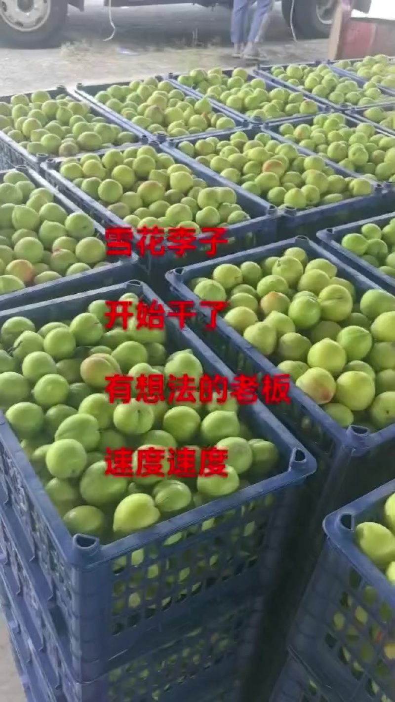 雪花李子