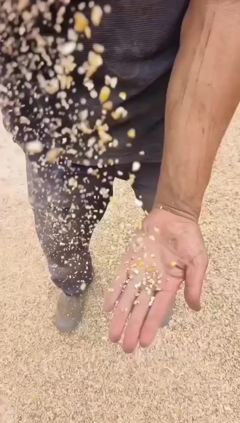 养殖碎玉米