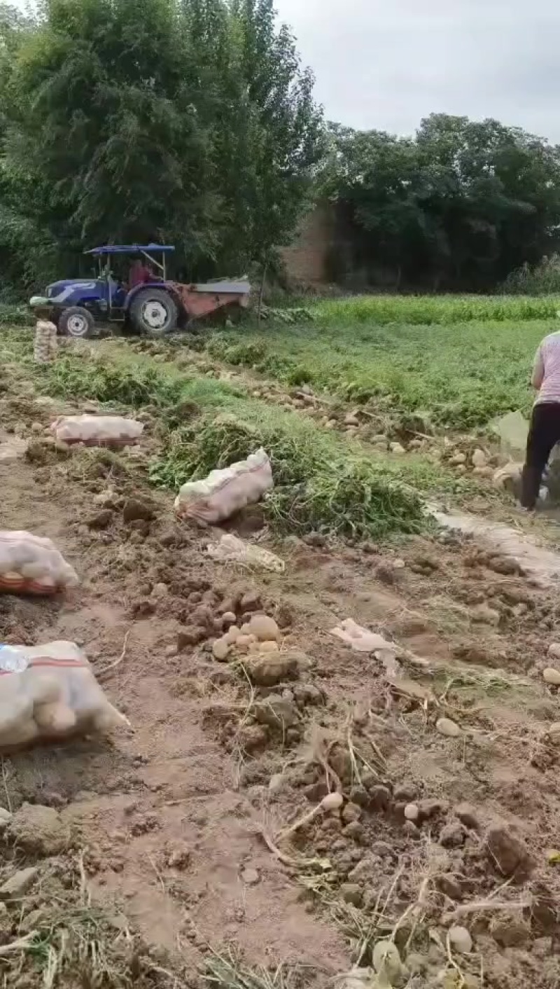 沃土五号土豆