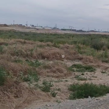 内蒙古紫花苜蓿草