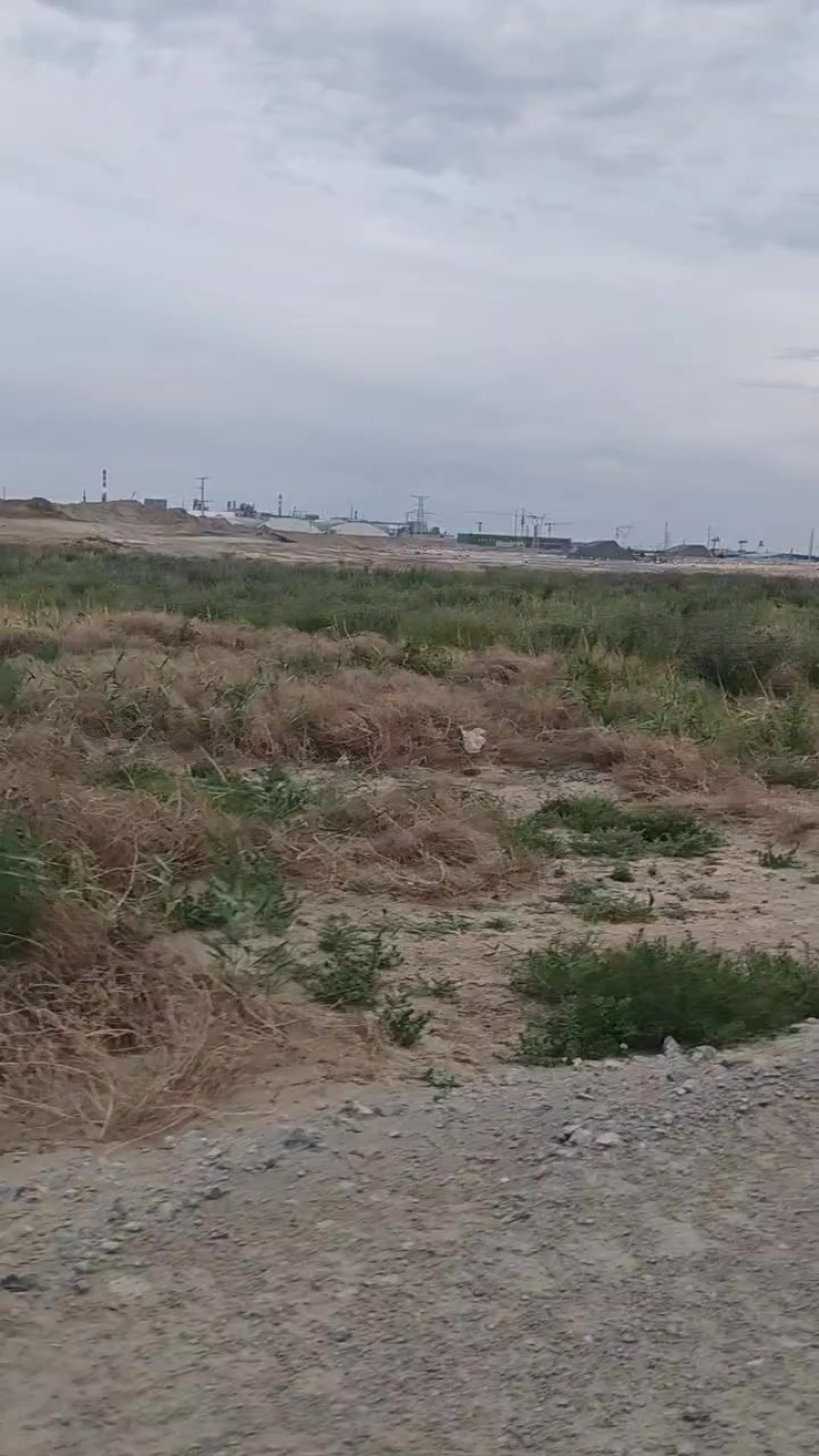 内蒙古紫花苜蓿草