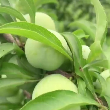 青脆李，蜂糖李