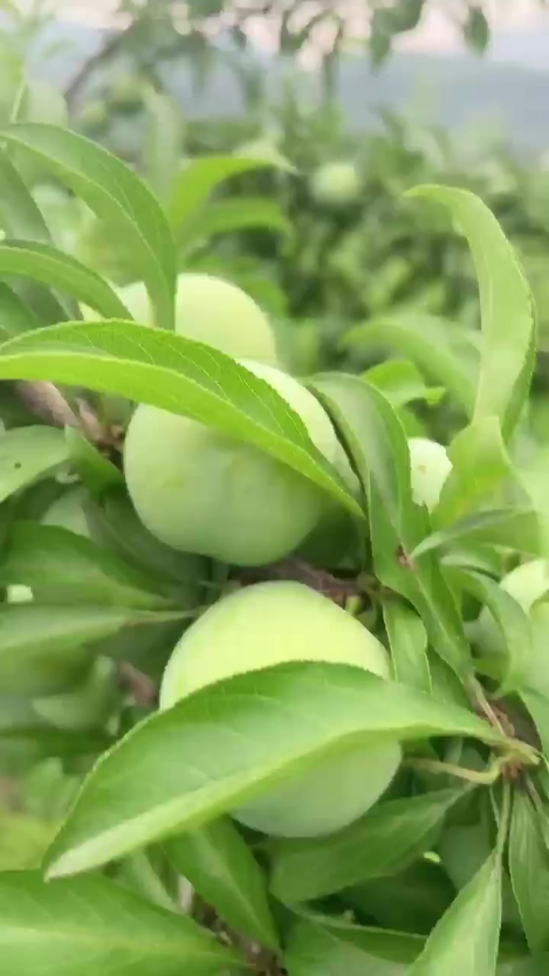 青脆李，蜂糖李