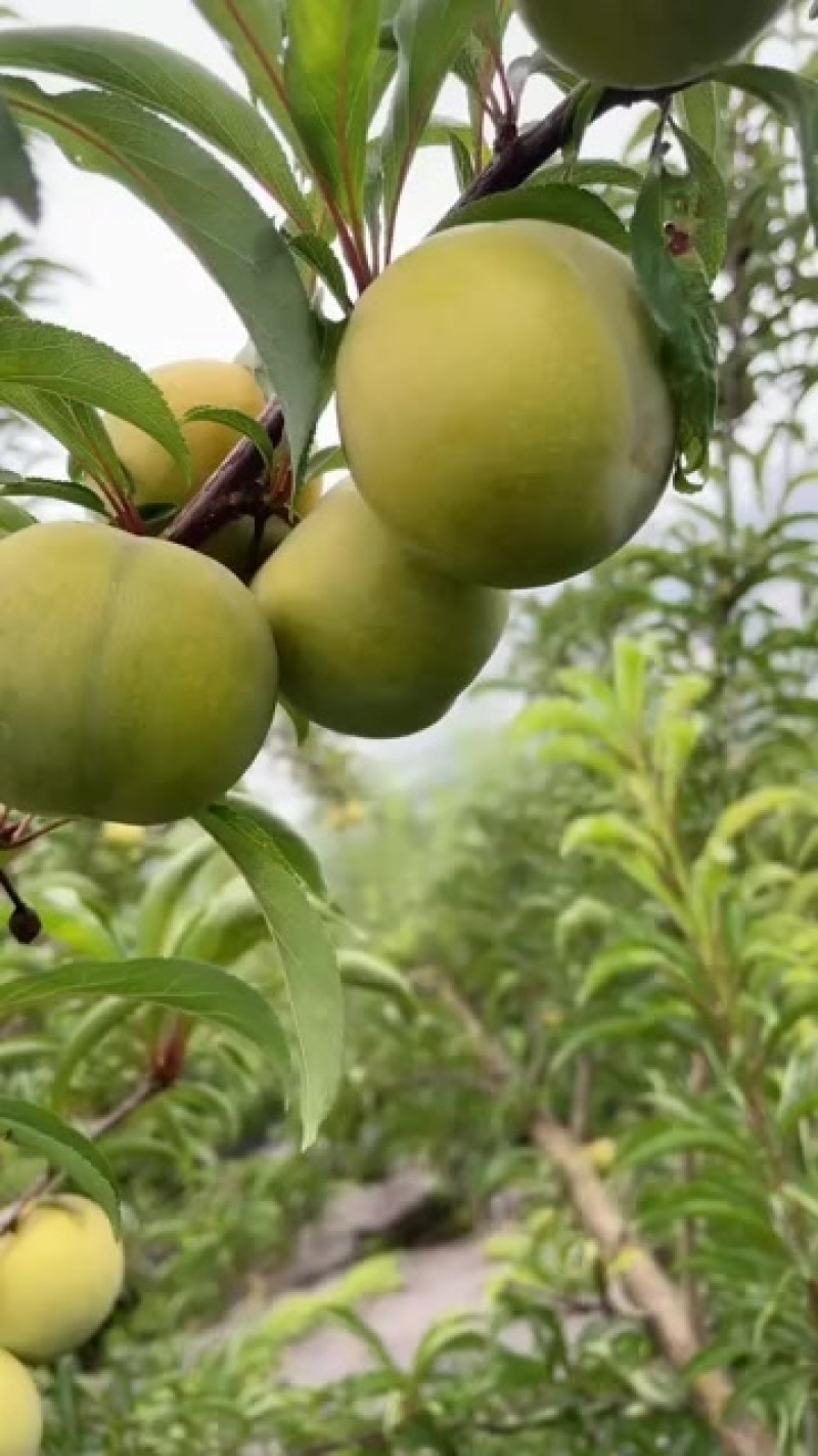 青脆李，蜂糖李