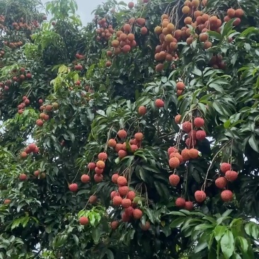 糯米糍荔枝