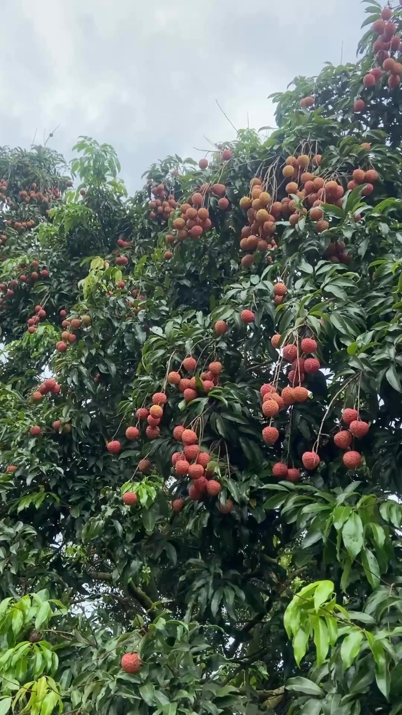 糯米糍荔枝