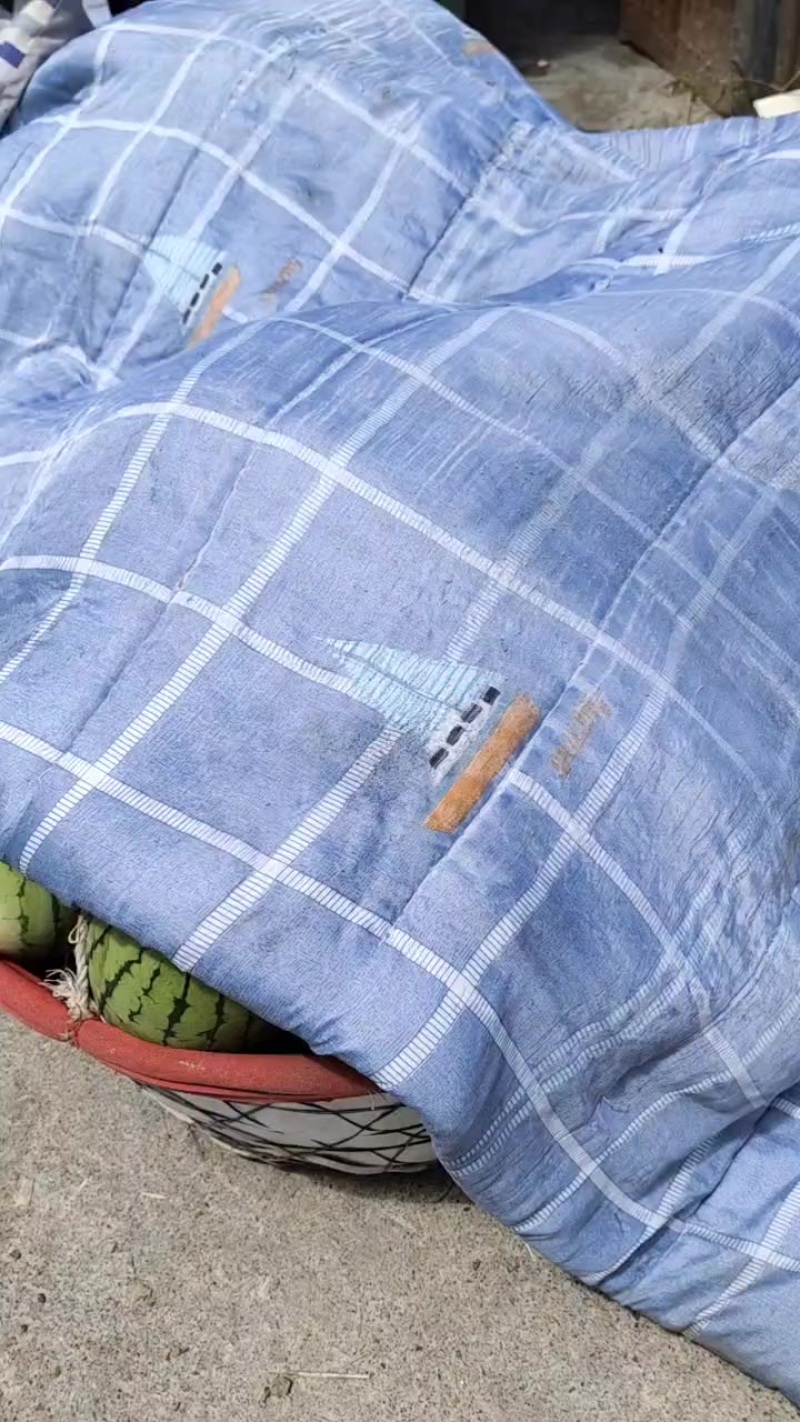 早春红玉小西瓜