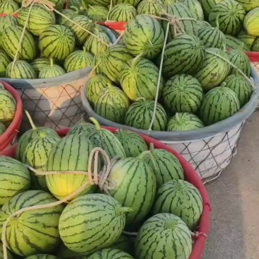 早春红玉小西瓜